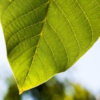 Faithful to Nature Gift Voucher - The Gift of Choice